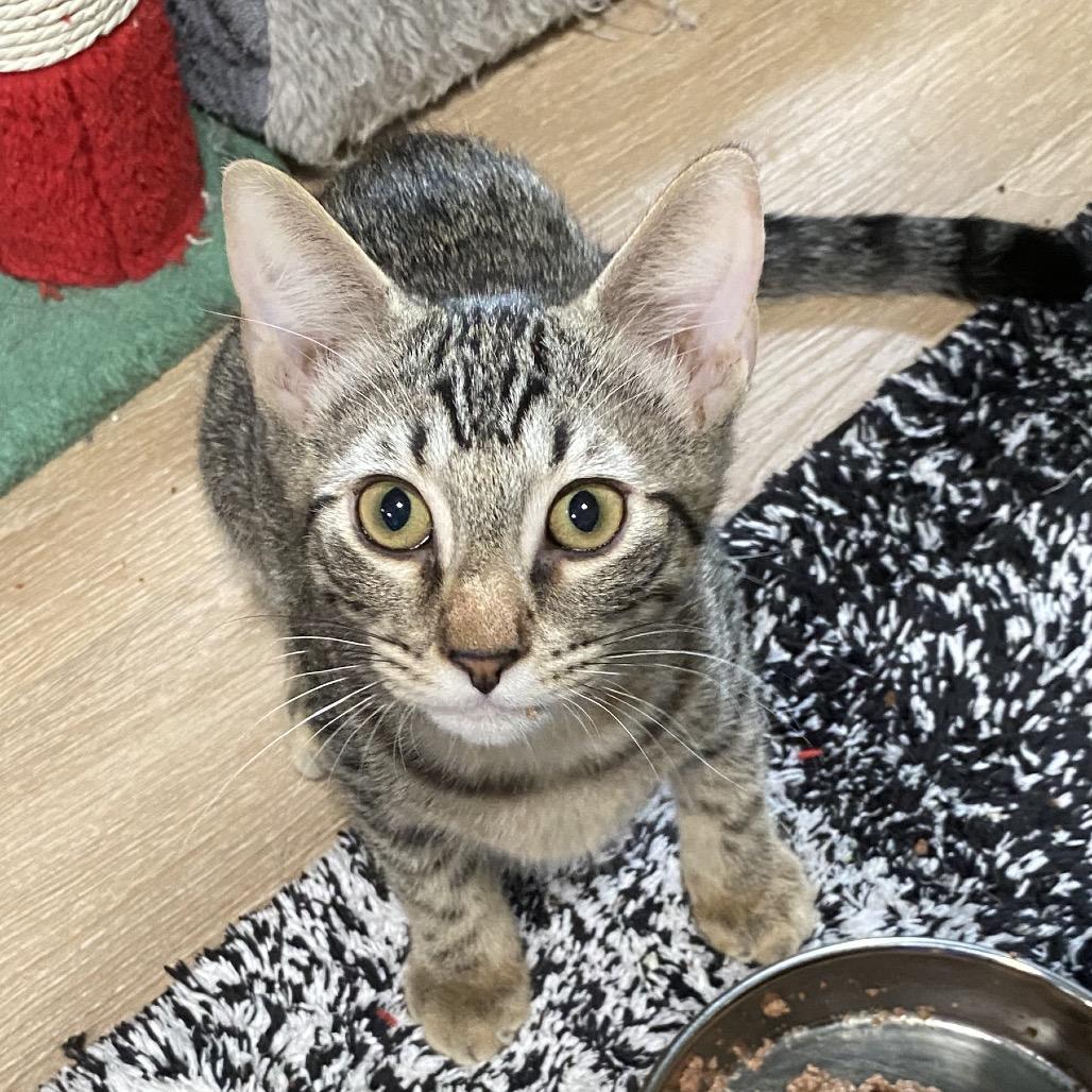 Elijah, a Adoptable Domestic Short Hair in Denison, TX image 2/3