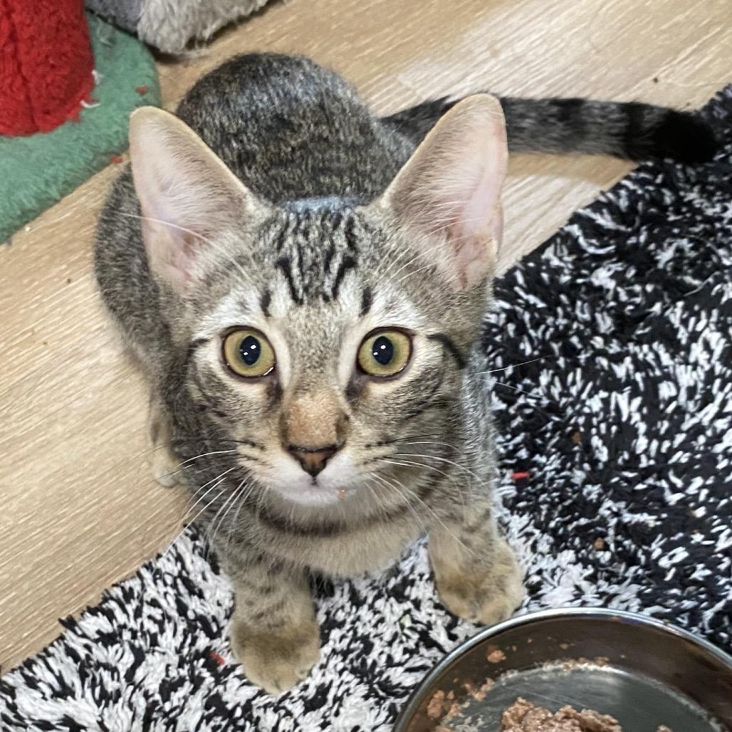Elijah, a Adoptable Domestic Short Hair in Denison, TX image 3/3
