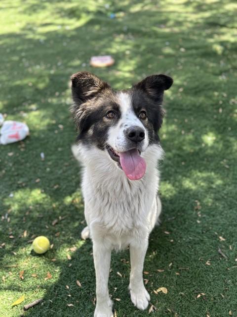 Enlarge WINSTON, a Adoptable mixed breed in Fremont, CA image 1/1