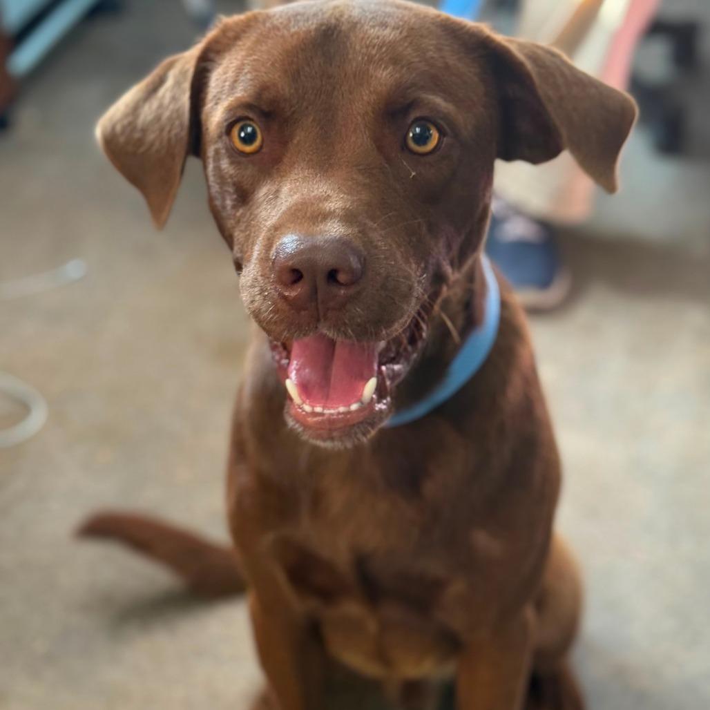Mud, Adoptable, Young Male Chocolate Labrador Retriever.