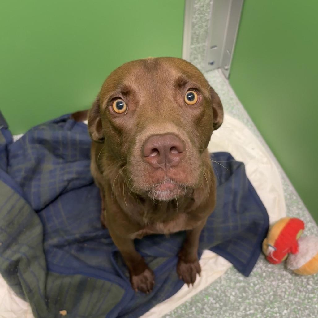 Mud, a Adoptable Chocolate Labrador Retriever in Calverton, NY image 2/2