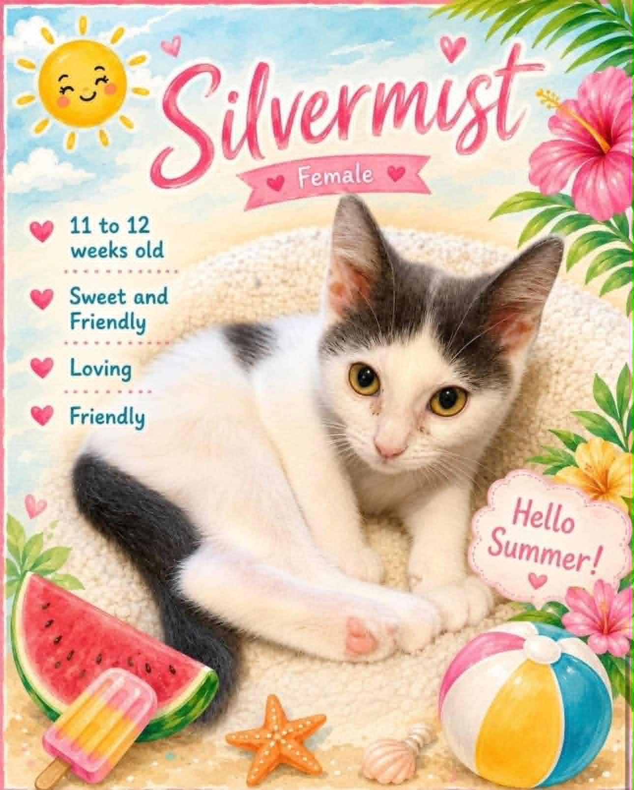 Silvermist, adopted, Young Female Domestic Short Hair.