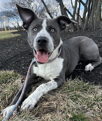 LADY EVEREST, Adoptable, Young Female Pit Bull Terrier & Mixed Breed.