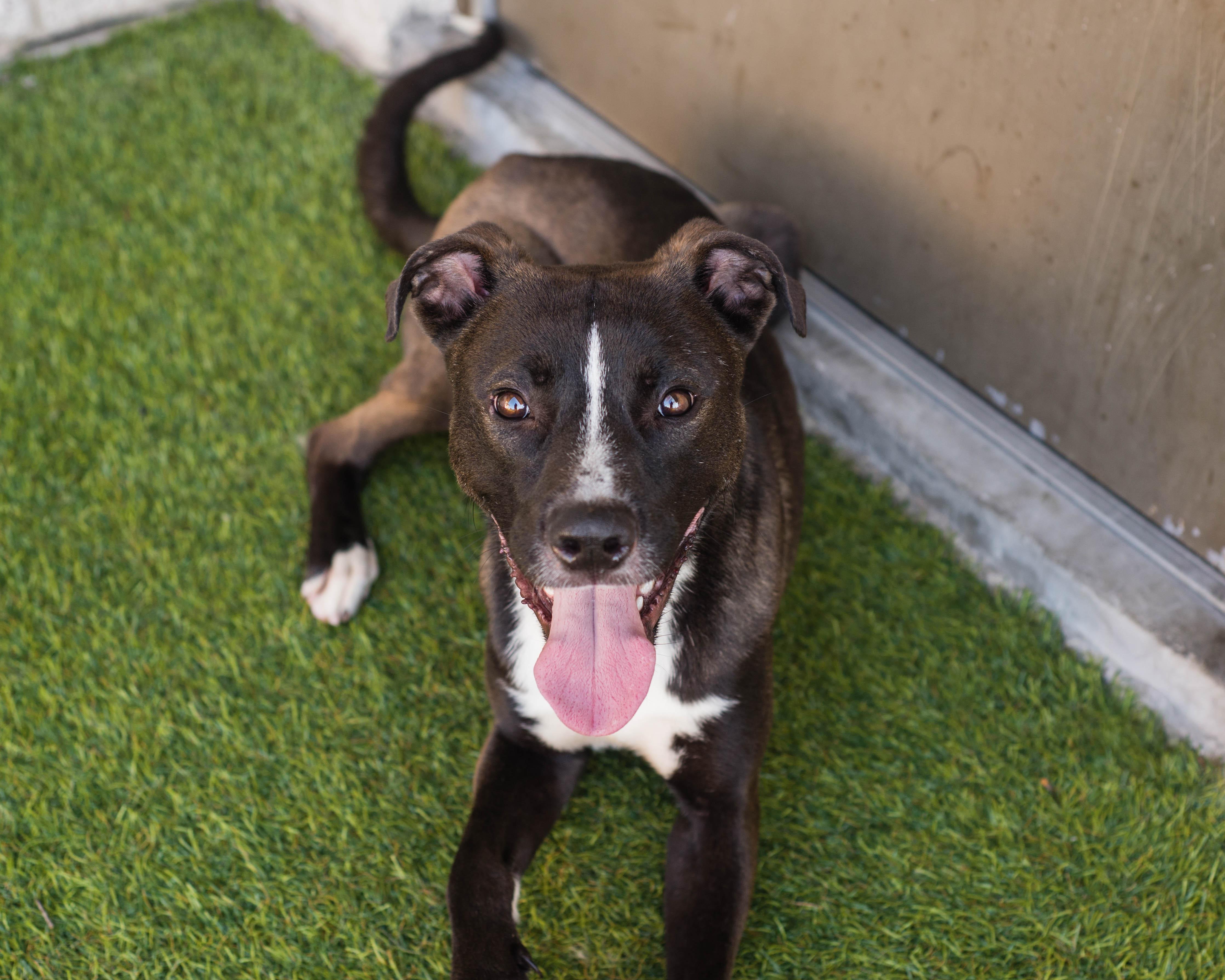 Humphrey, Adoptable, Adult Male American Staffordshire Terrier & Greyhound.
