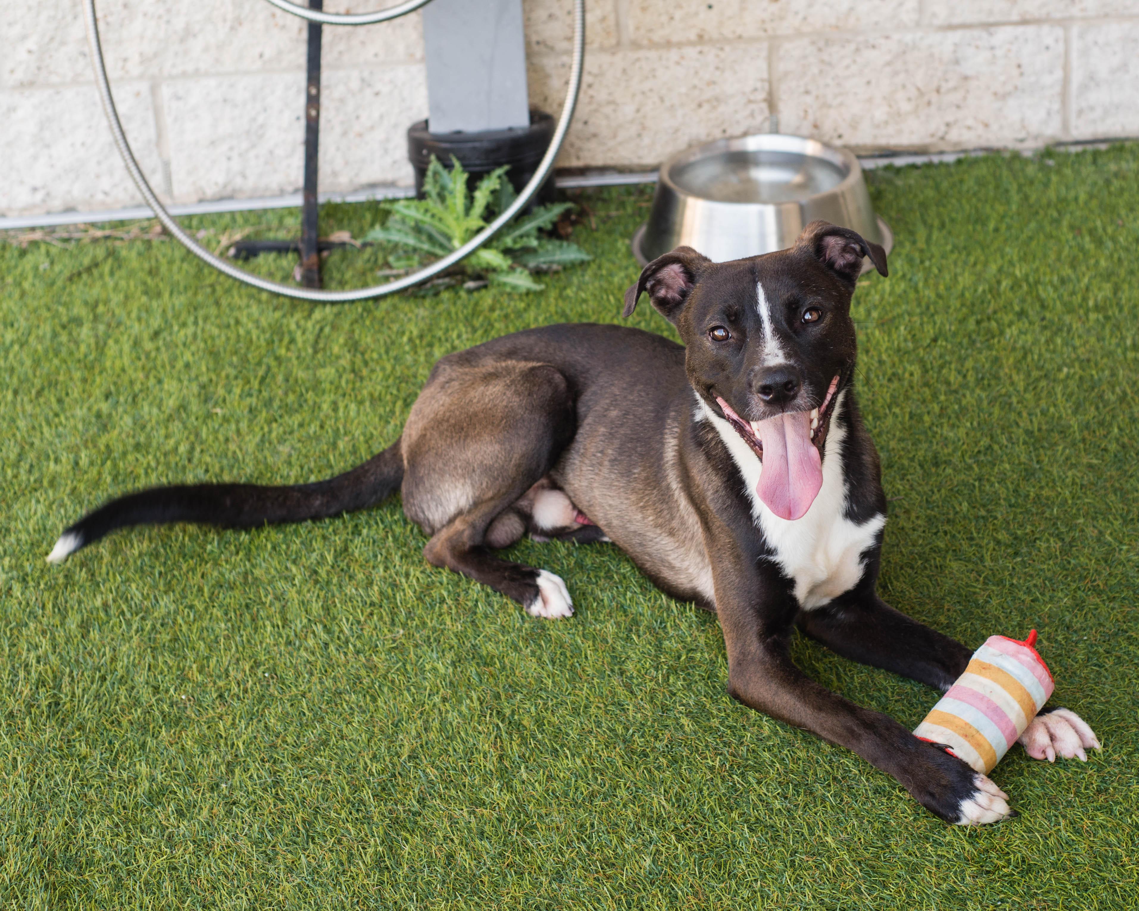 Enlarge Humphrey, a Adoptable mixed breed in Mont Belvieu, TX image 2/2