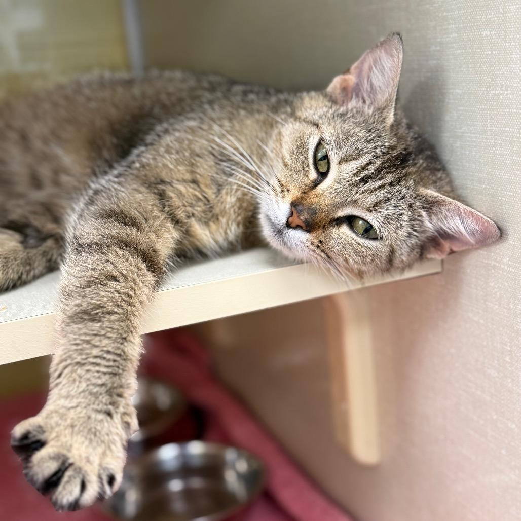 Firefly (Critter Barn), Adoptable, Adult Female Domestic Short Hair.
