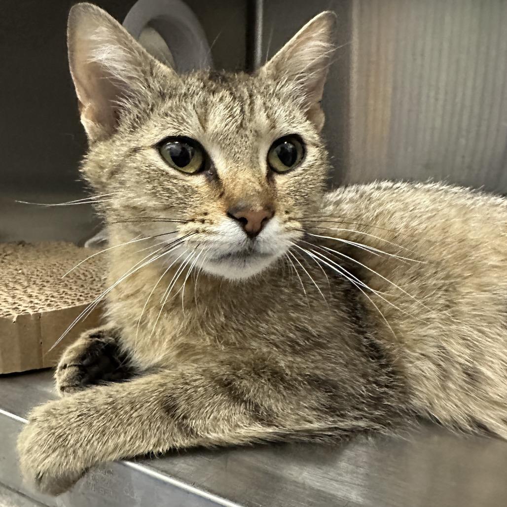 Firefly (Critter Barn), a Adoptable Domestic Short Hair in West Olive, MI image 2/6