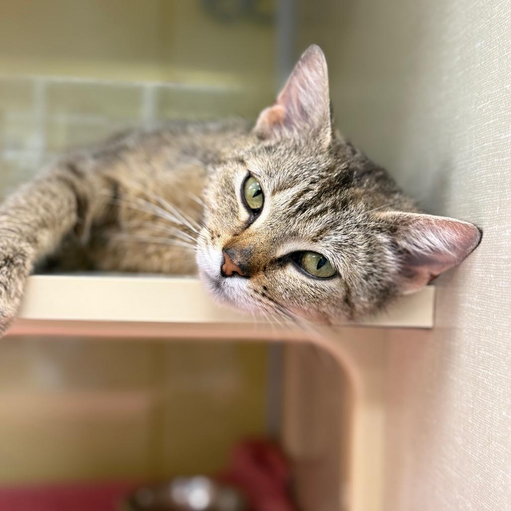 Firefly (Critter Barn), a Adoptable Domestic Short Hair in West Olive, MI image 3/6