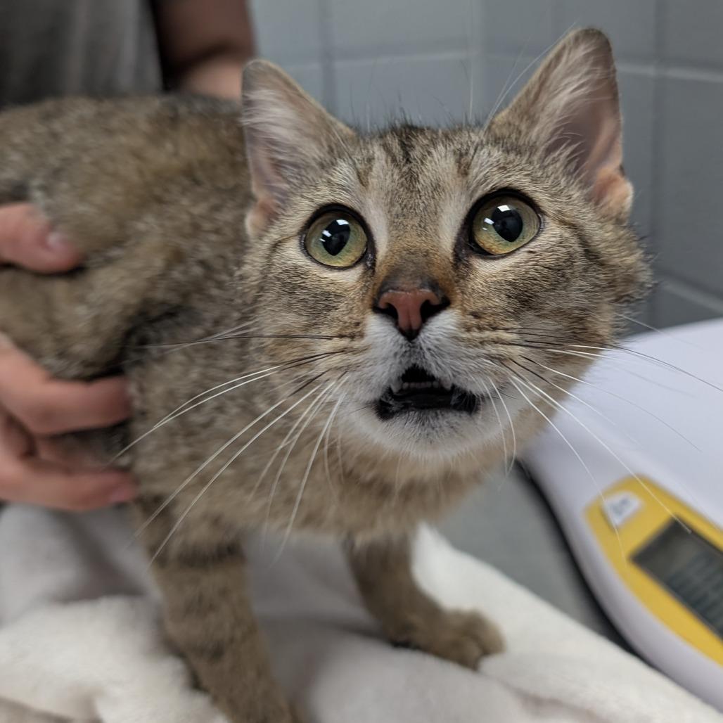 Firefly (Critter Barn), a Adoptable Domestic Short Hair in West Olive, MI image 4/6