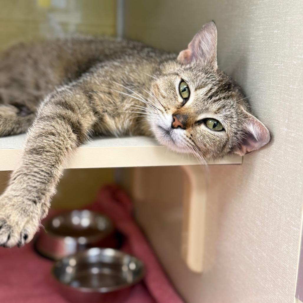 Firefly (Critter Barn), a Adoptable Domestic Short Hair in West Olive, MI image 5/6