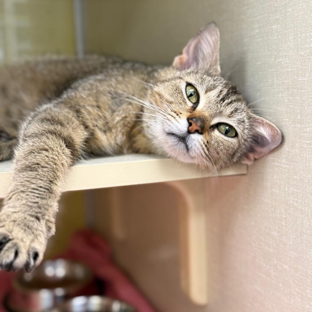 Firefly (Critter Barn), a Adoptable Domestic Short Hair in West Olive, MI image 6/6
