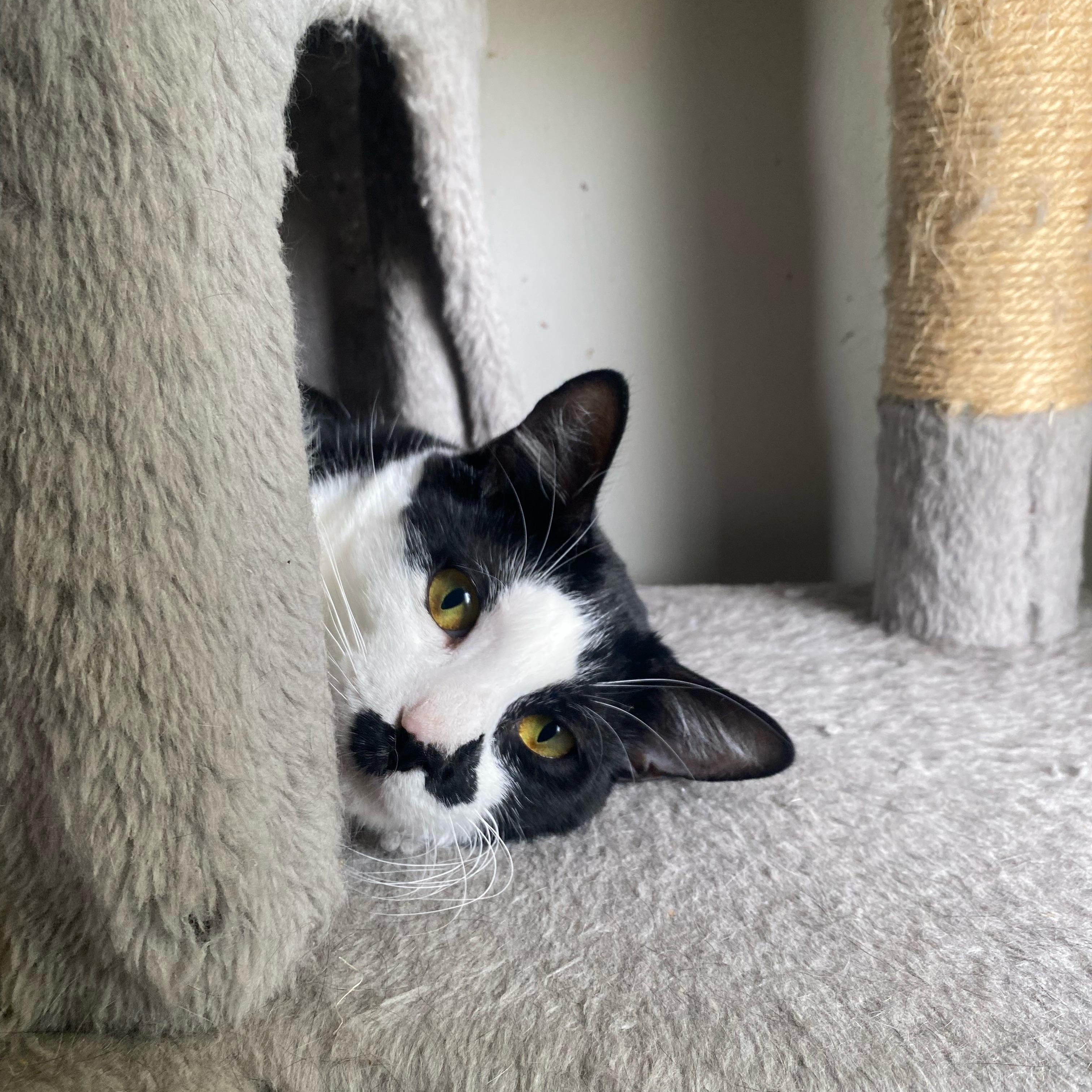 Enlarge Tres, a Adoptable Domestic Short Hair in Royal Oak, MI image 4/5