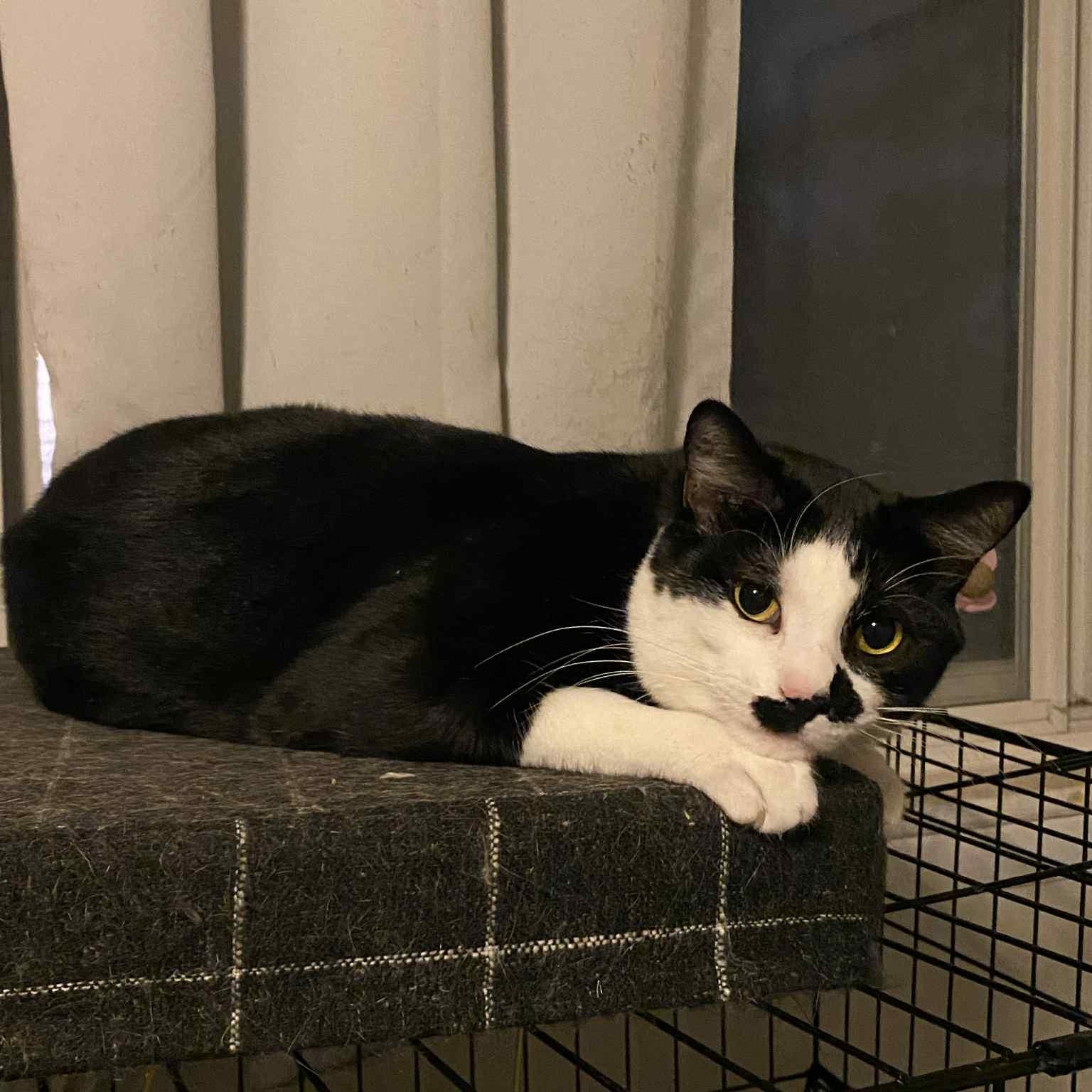 Enlarge Tres, a Adoptable Domestic Short Hair in Royal Oak, MI image 3/5