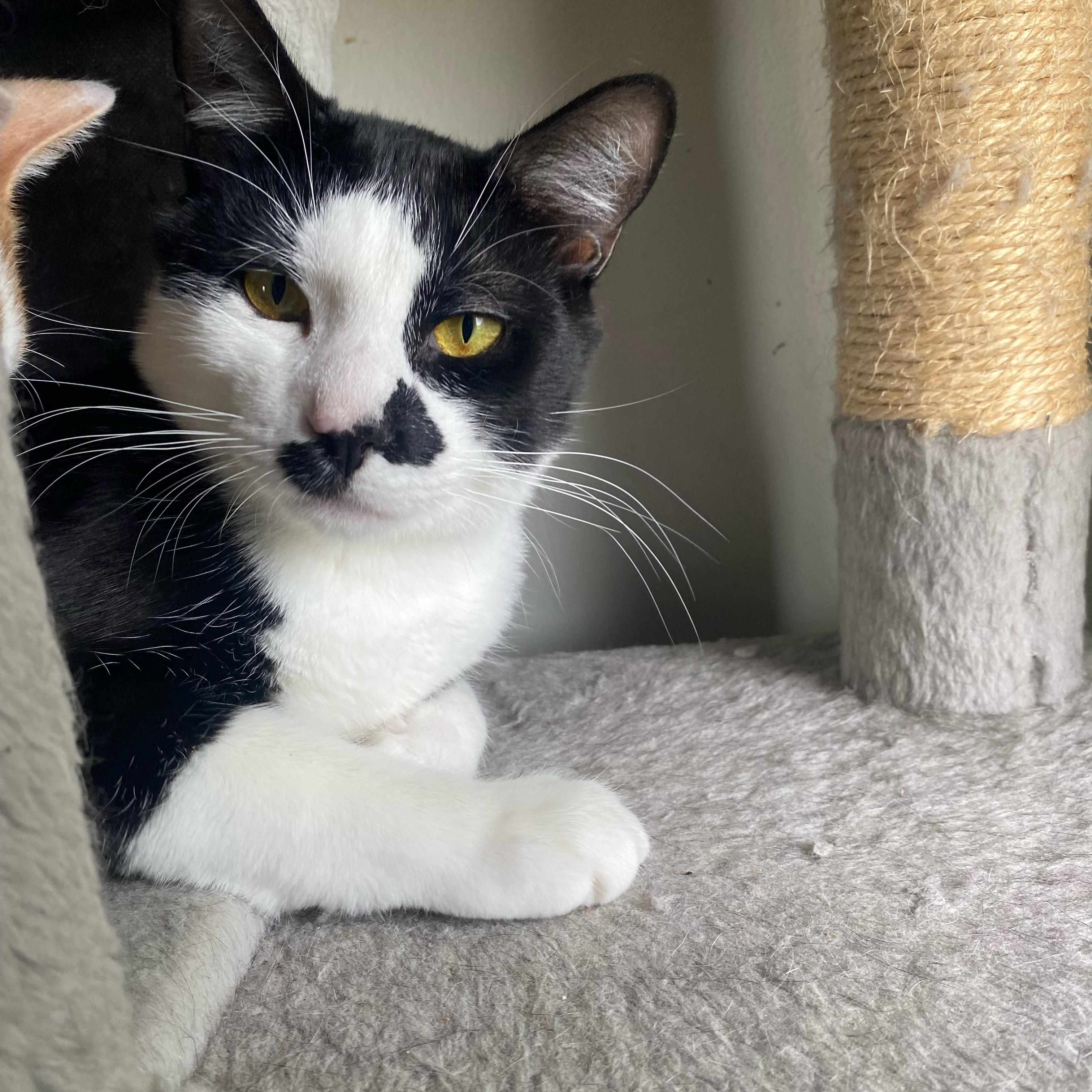 Enlarge Tres, a Adoptable Domestic Short Hair in Royal Oak, MI image 2/5