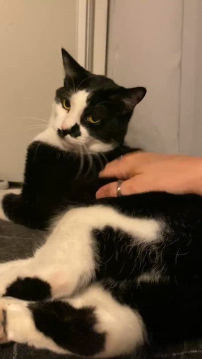 Enlarge Tres, a Adoptable Domestic Short Hair in Royal Oak, MI video 5/5