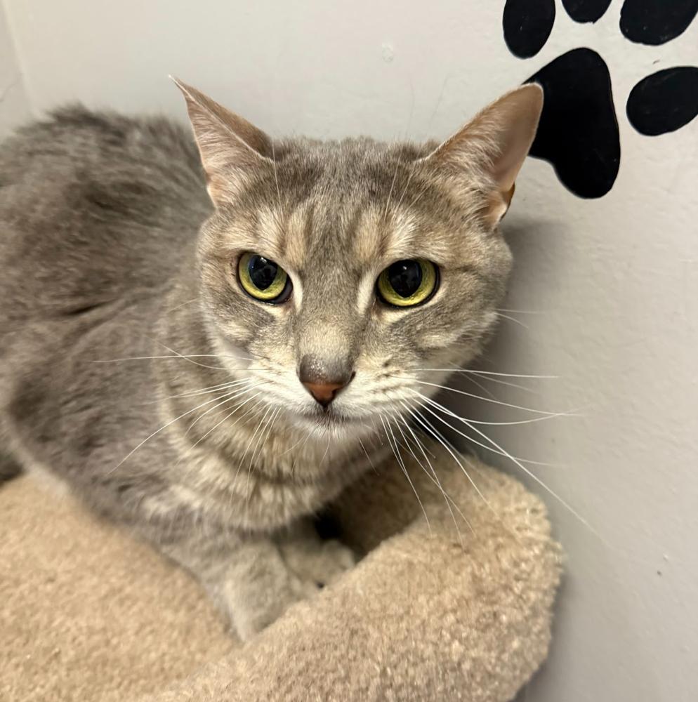 Cookie, Adoptable, Adult Female Domestic Short Hair.