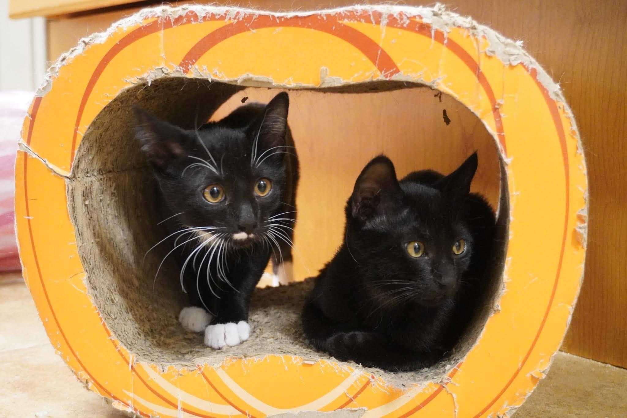 MISCHIEF, a Adoptable mixed breed in Murrieta, CA image 4/6