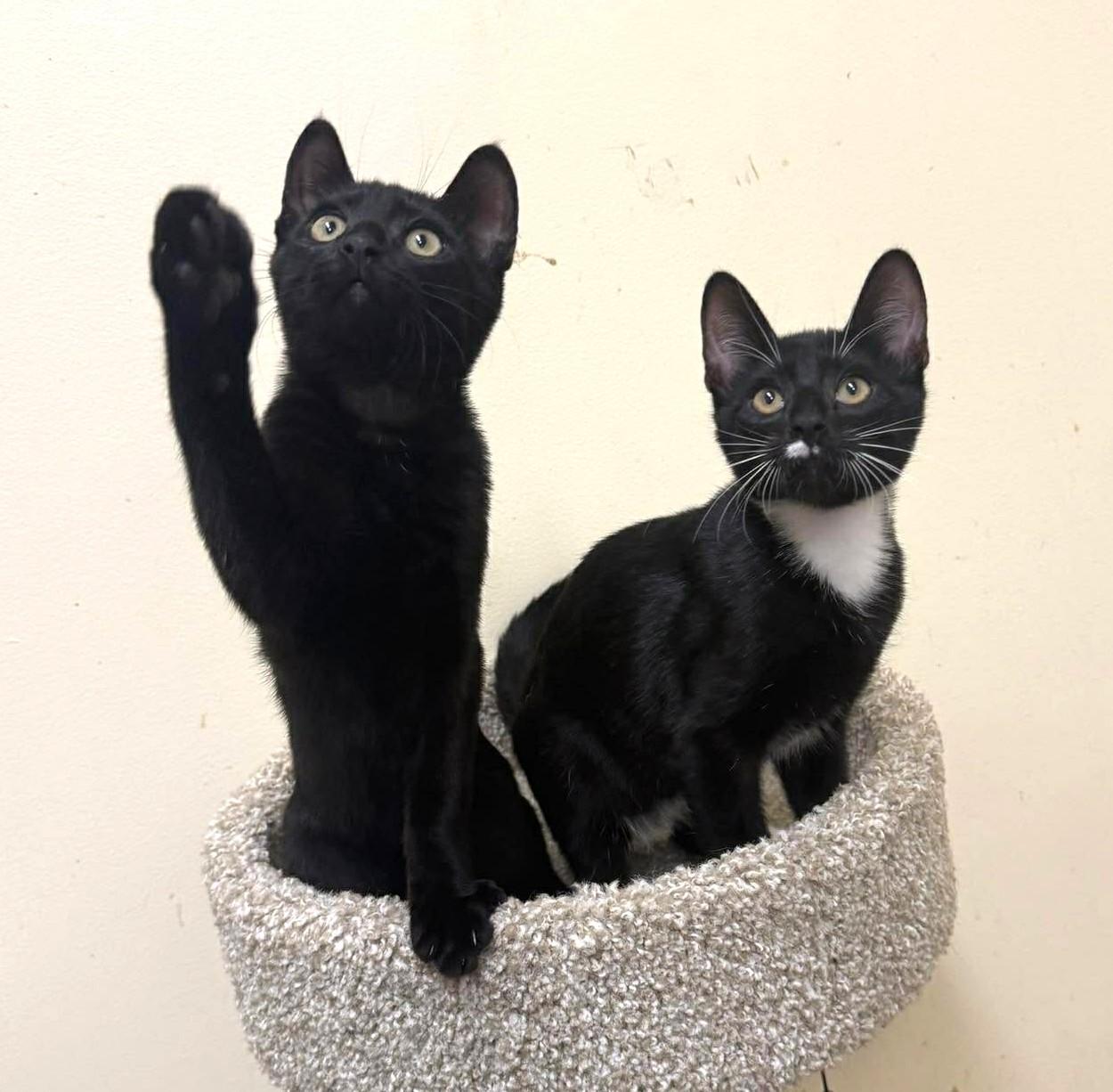 MISCHIEF, a Adoptable mixed breed in Murrieta, CA image 5/6