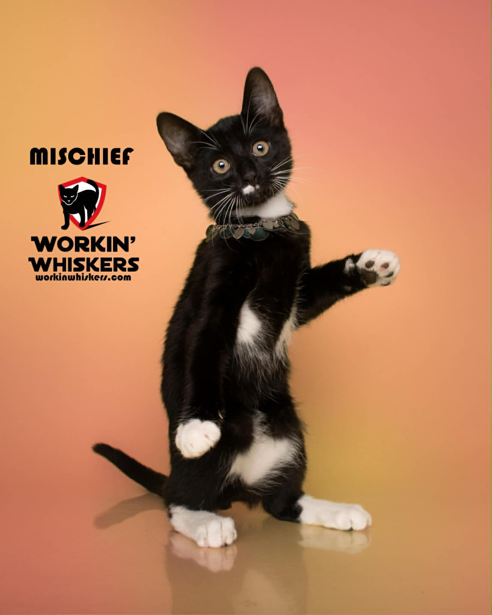 MISCHIEF, a Adoptable mixed breed in Murrieta, CA image 1/6