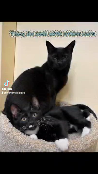 Enlarge MISCHIEF, a Adoptable mixed breed in Murrieta, CA video 6/6
