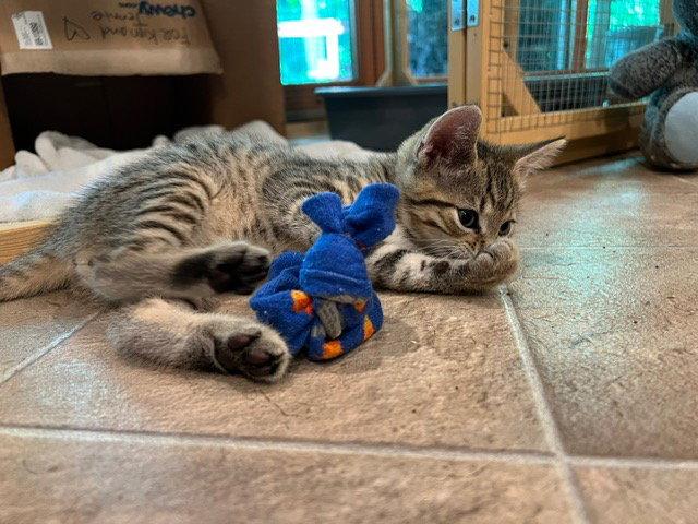 Enlarge Tyler, a Adoptable Domestic Short Hair in Lovingston, VA image 1/3
