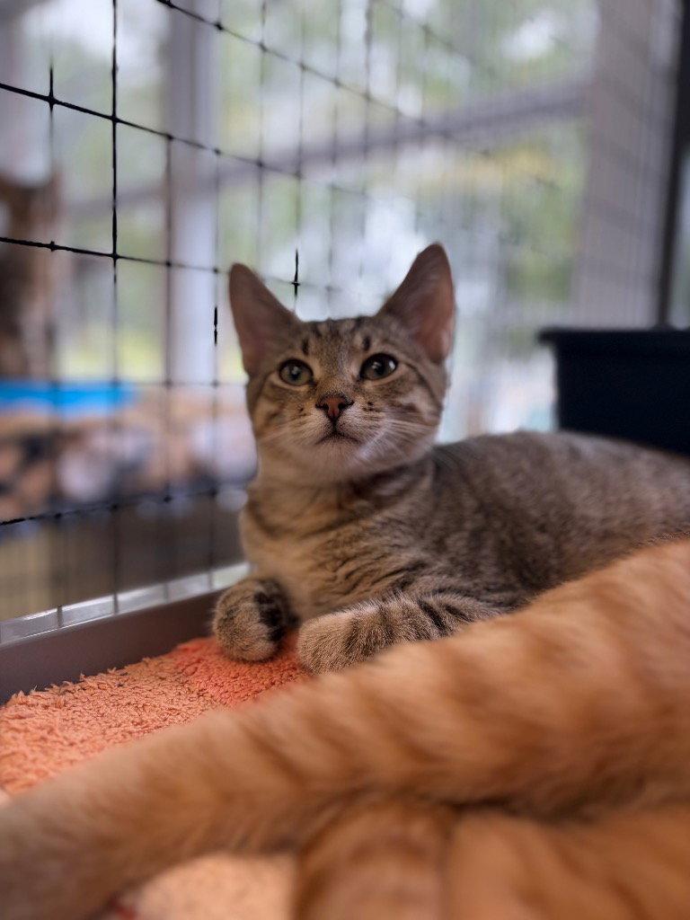 Enlarge Tyler, a Adoptable Domestic Short Hair in Lovingston, VA image 2/3