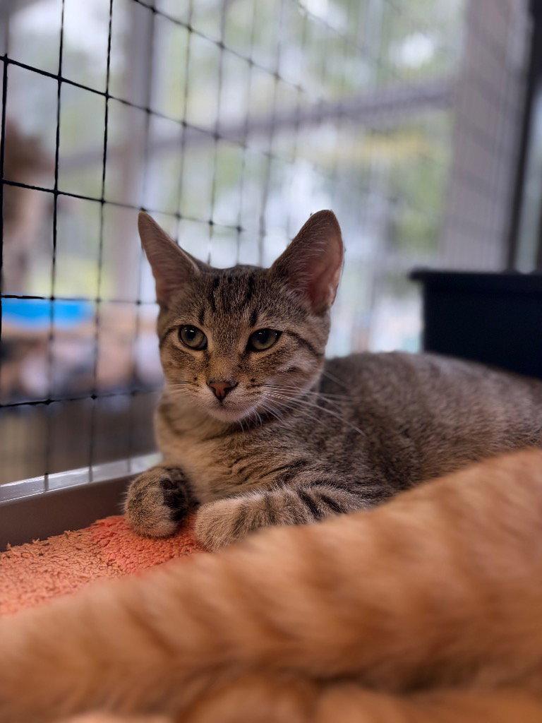 Enlarge Tyler, a Adoptable Domestic Short Hair in Lovingston, VA image 3/3