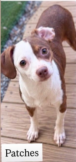Enlarge Patches, a Adoptable Chihuahua in Cullman, AL image 1/1