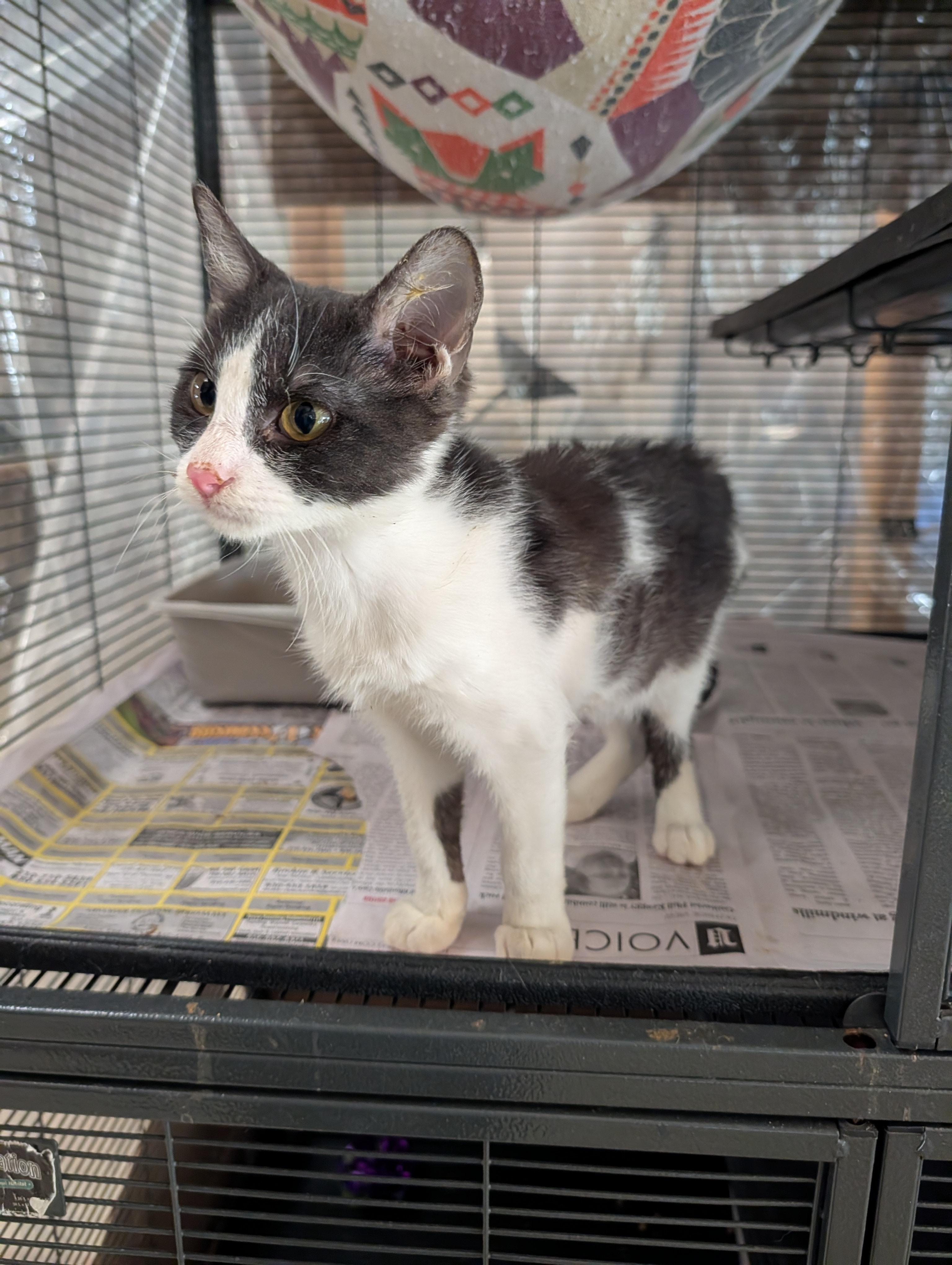 Enlarge Hope, an adopted mixed breed in Fischer, TX image 2/3