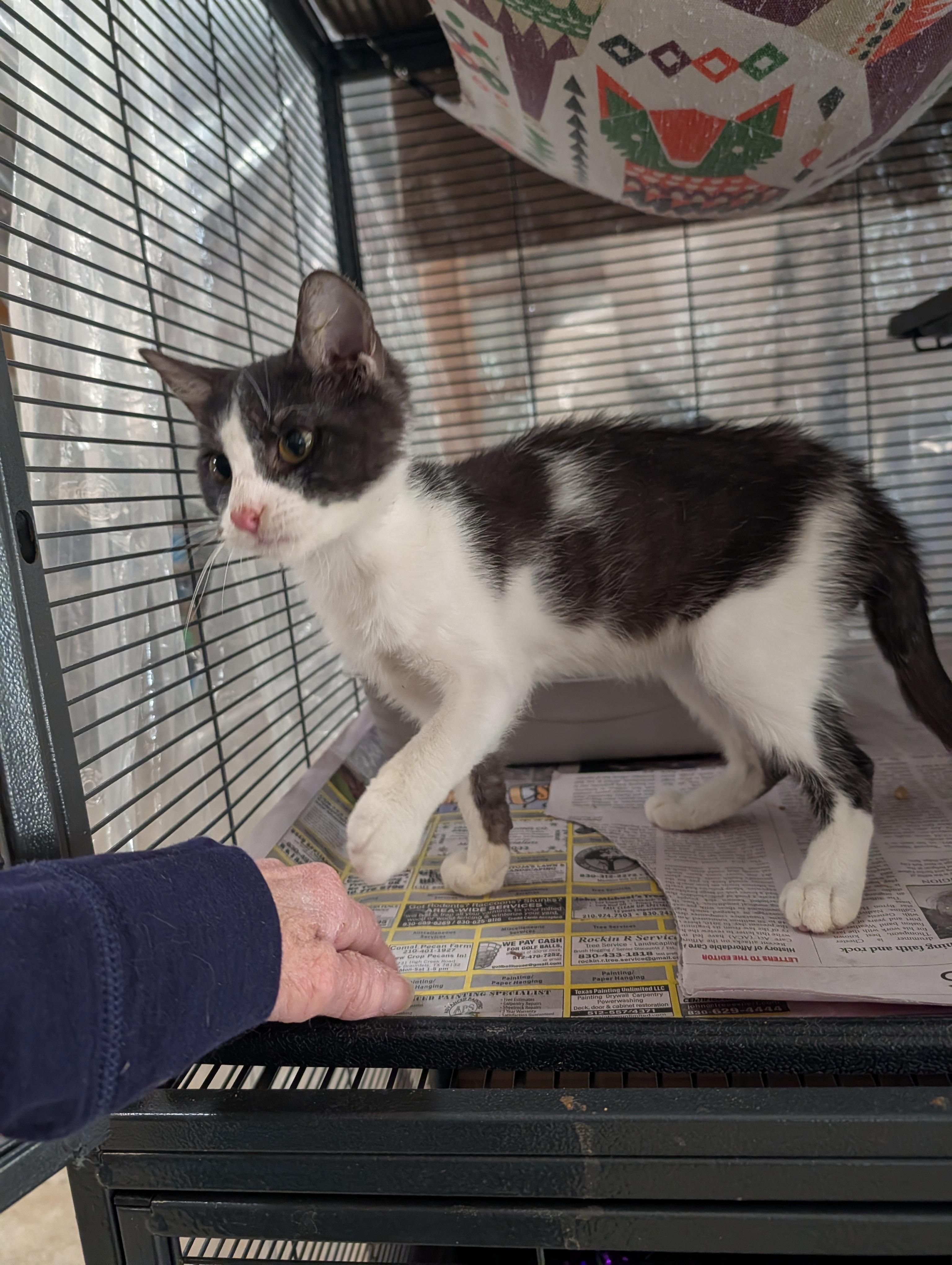 Enlarge Hope, an adopted mixed breed in Fischer, TX image 3/3