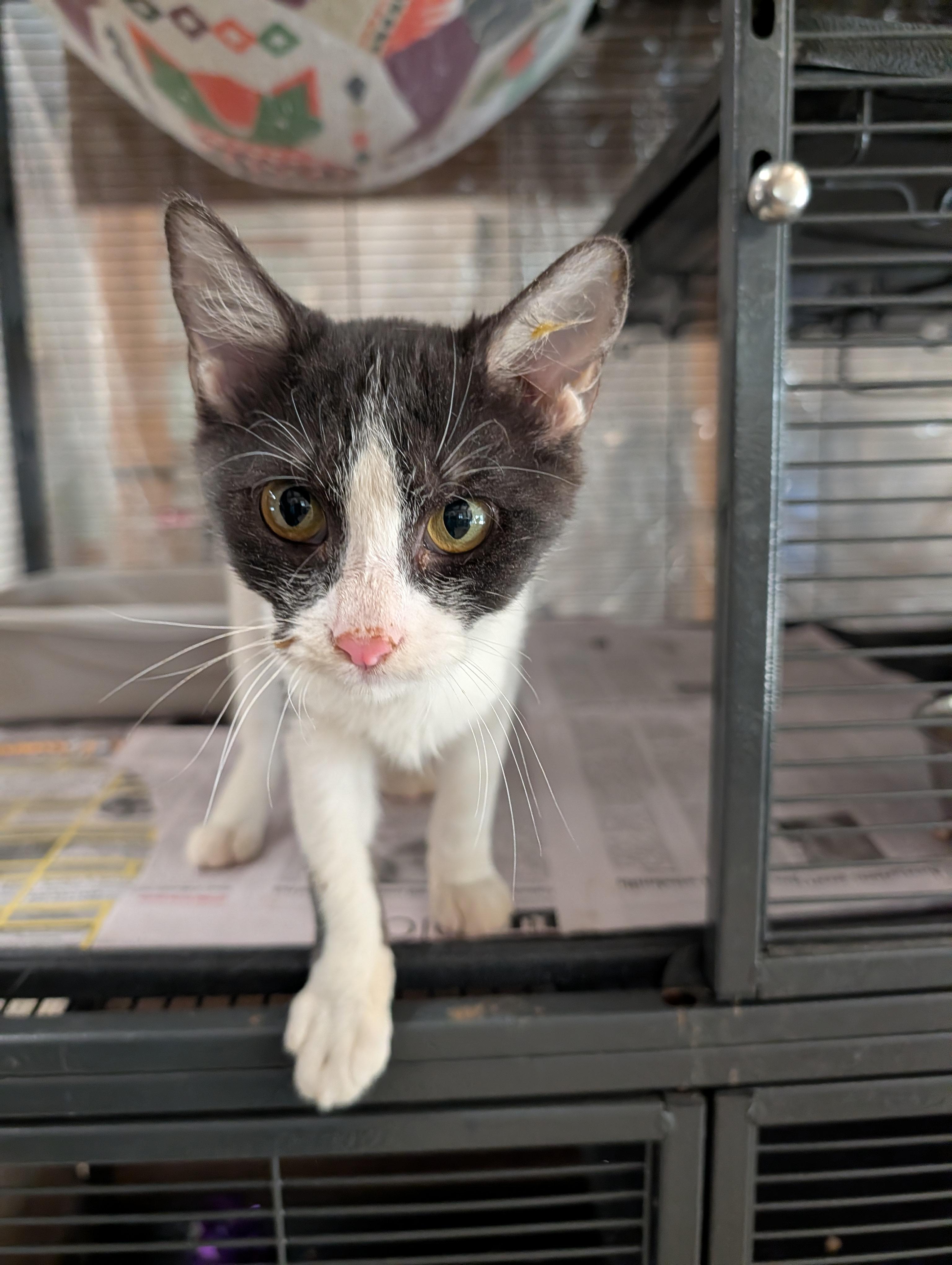 Hope, adopted, Kitten Male Domestic Short Hair.