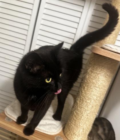 Tansy, Adoptable, Young Female Domestic Short Hair & Domestic Short Hair.