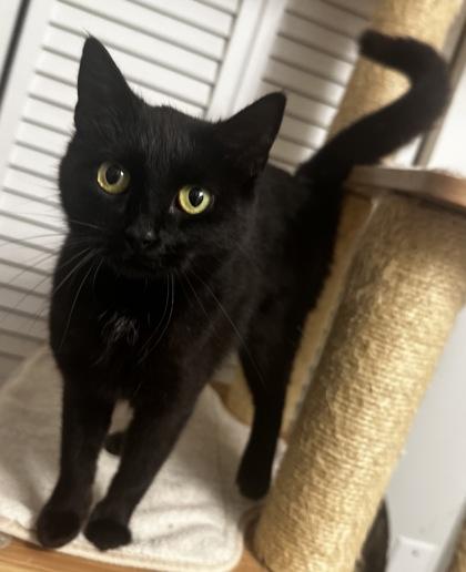 Enlarge Tansy, a Adoptable mixed breed in Wilkesboro, NC image 2/3