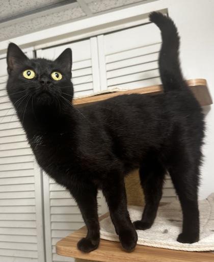 Enlarge Tansy, a Adoptable mixed breed in Wilkesboro, NC image 3/3