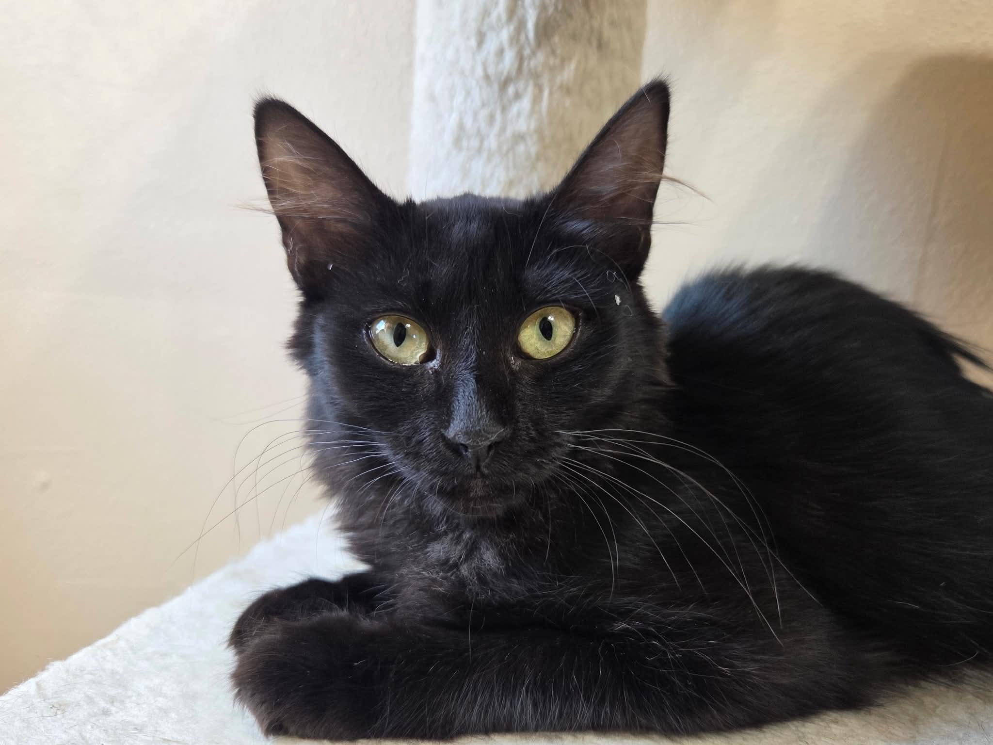 Enlarge Nova, a Adoptable Domestic Medium Hair in Tehachapi, CA image 5/5