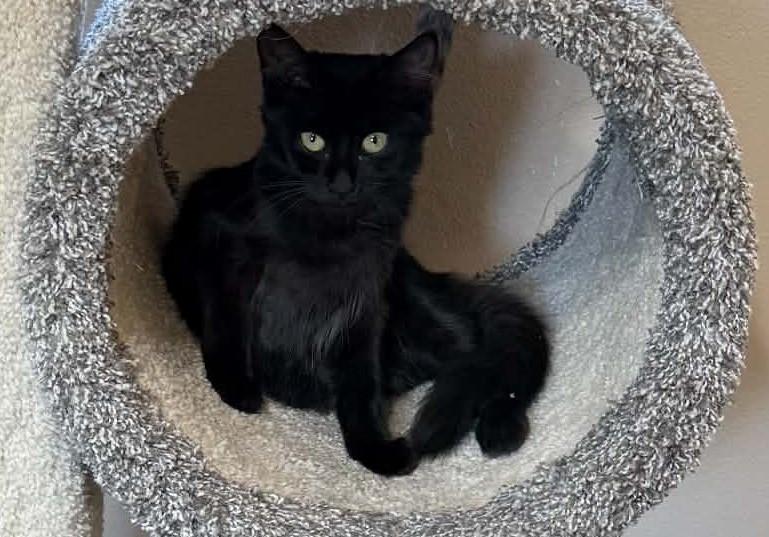 Enlarge Nova, a Adoptable Domestic Medium Hair in Tehachapi, CA image 2/5