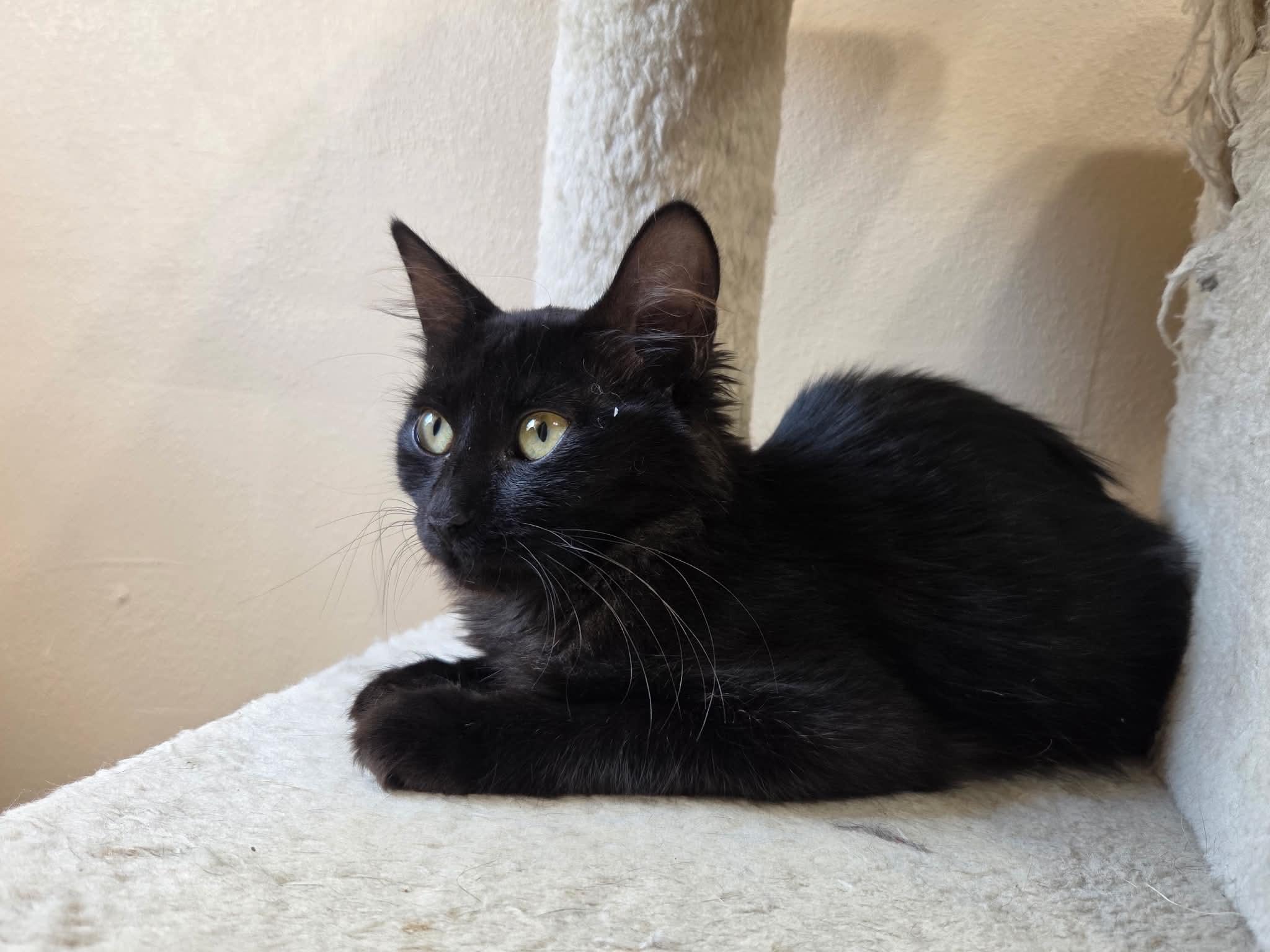 Enlarge Nova, a Adoptable Domestic Medium Hair in Tehachapi, CA image 4/5
