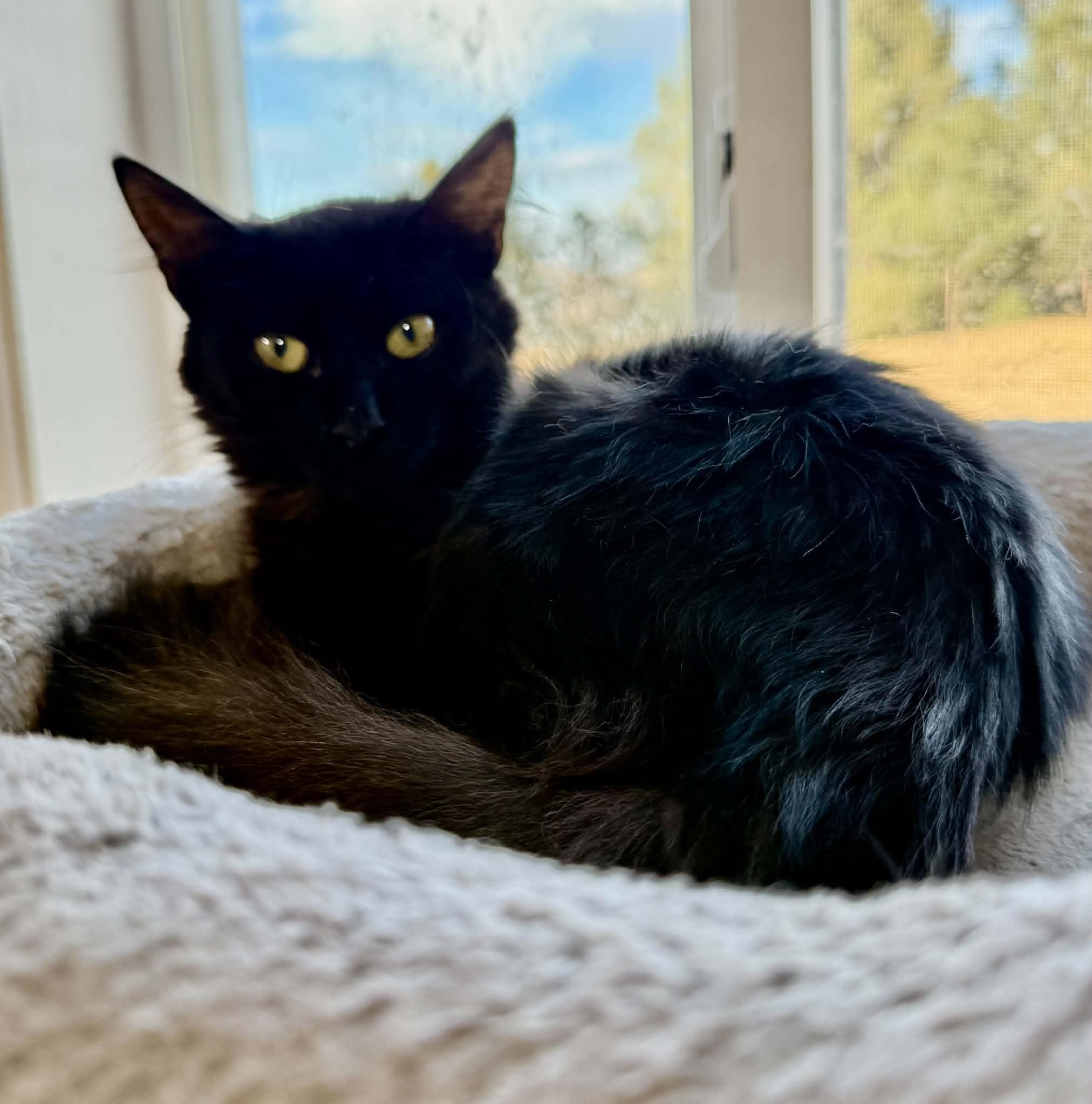Nova, Adoptable, Kitten Female Domestic Medium Hair.