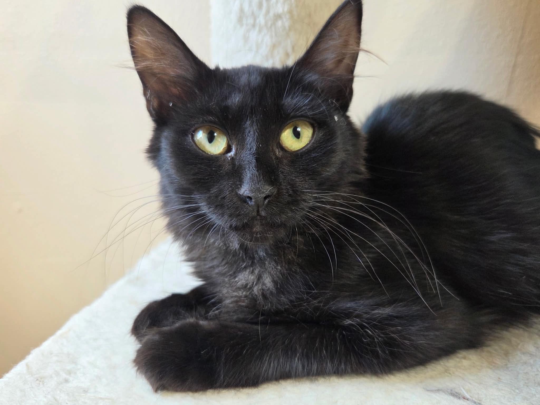 Enlarge Nova, a Adoptable Domestic Medium Hair in Tehachapi, CA image 3/5