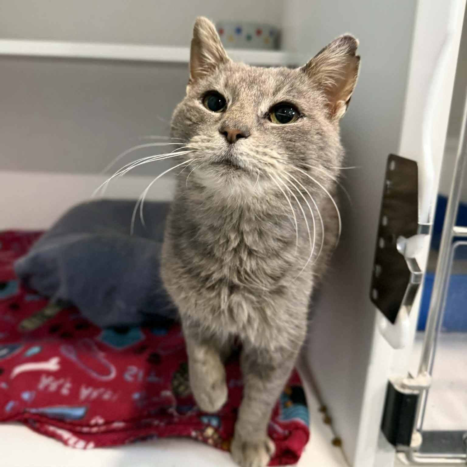 Enlarge Marsha, a ADOPTABLE mixed breed in Penn Yan, NY image 2/6