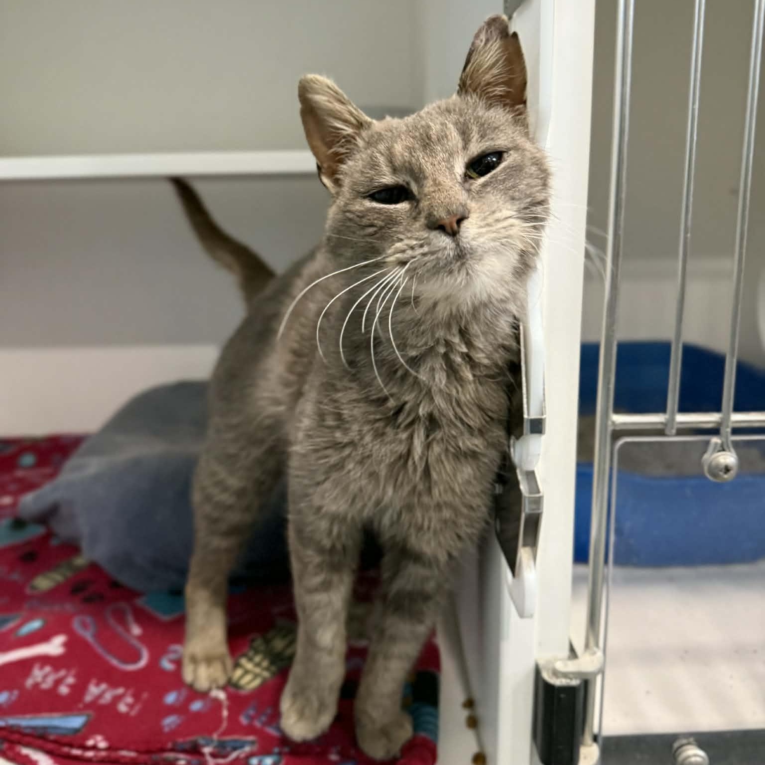 Marsha, ADOPTABLE, Adult Female Domestic Short Hair.