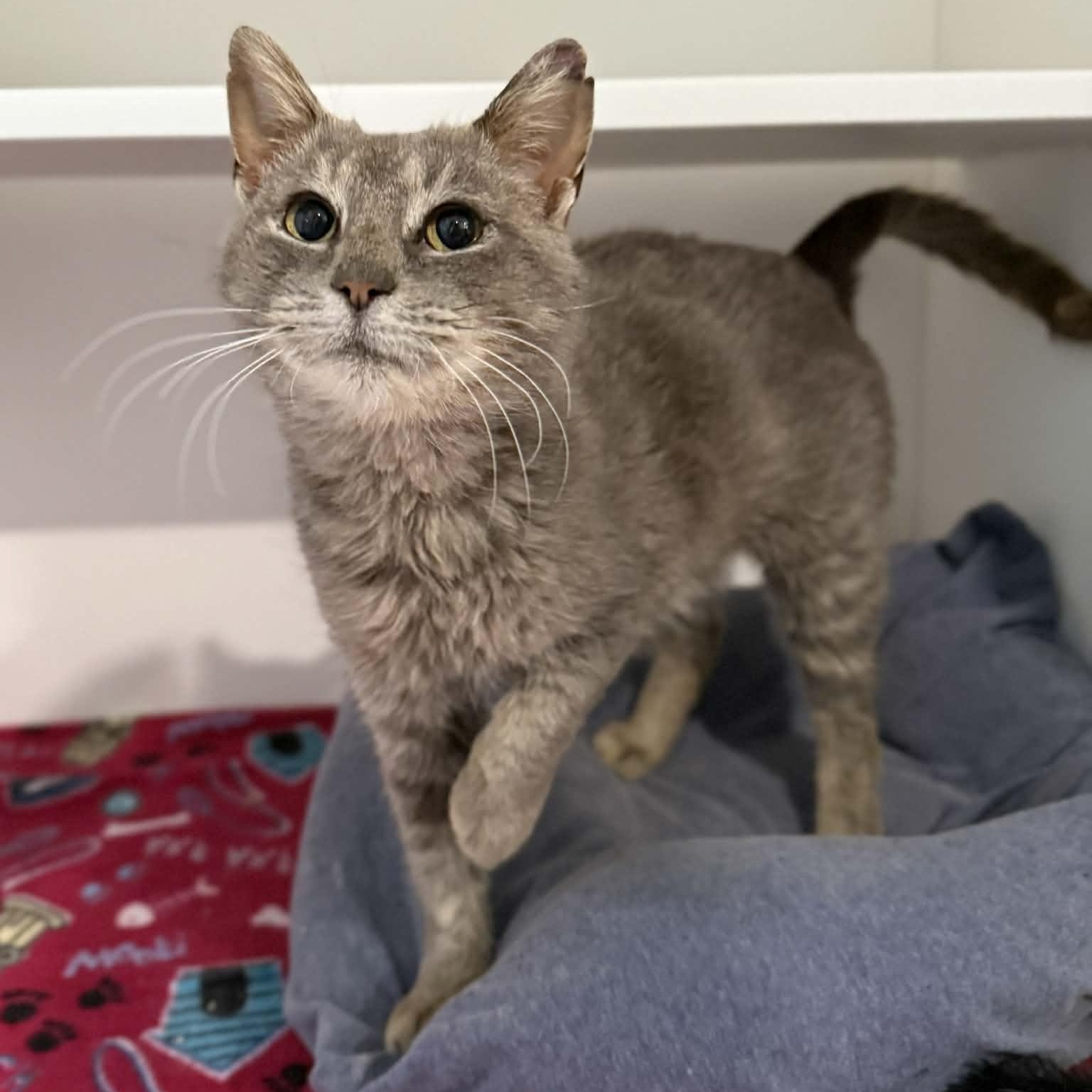 Enlarge Marsha, a ADOPTABLE mixed breed in Penn Yan, NY image 3/6