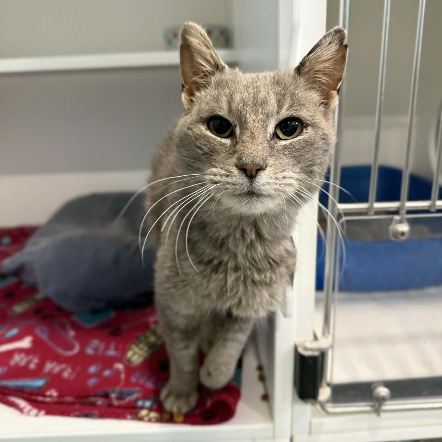 Enlarge Marsha, a ADOPTABLE mixed breed in Penn Yan, NY image 4/6