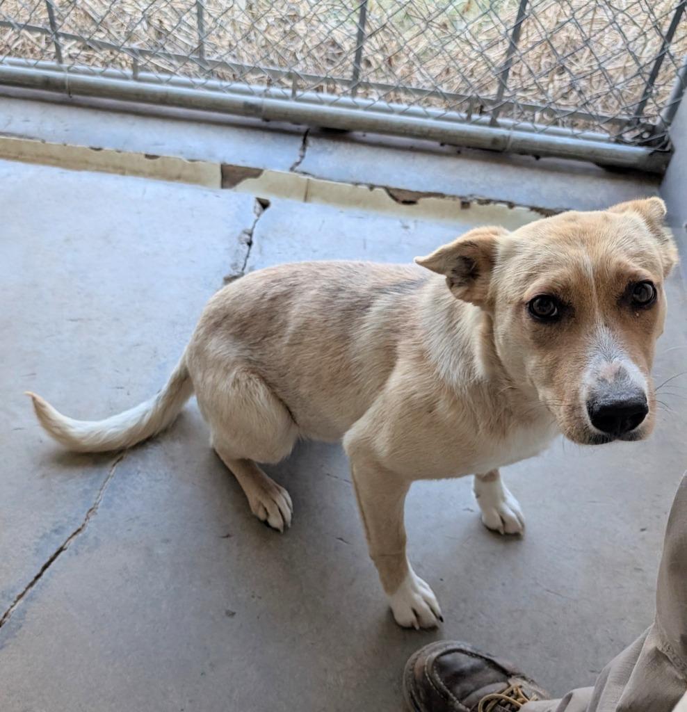 Doc, Adoptable, Puppy Female Mixed Breed.