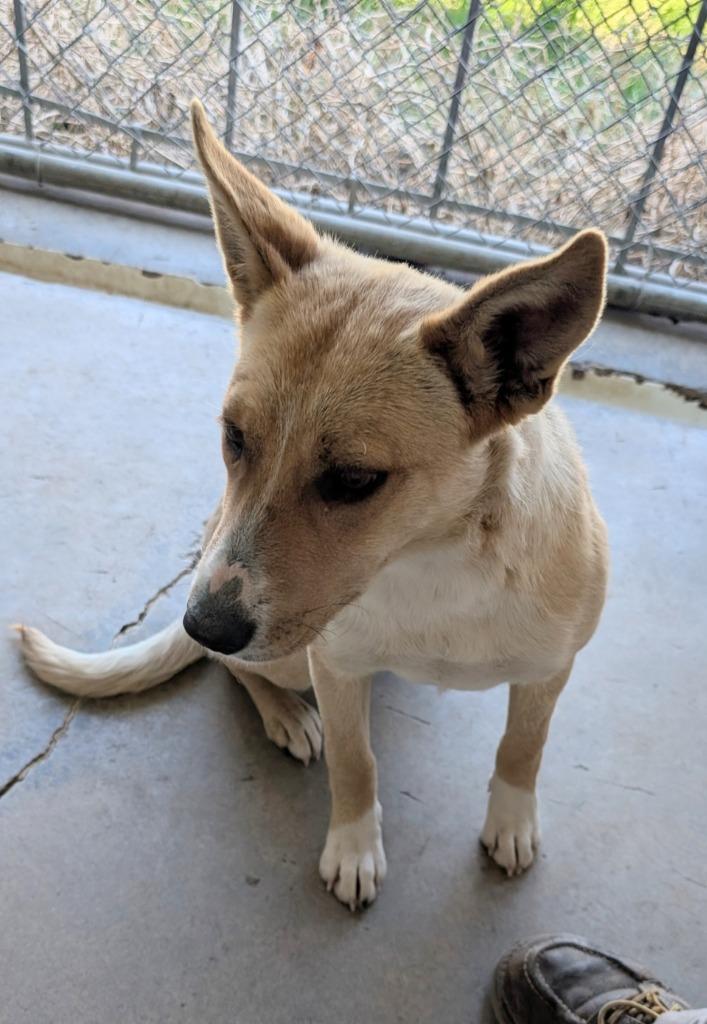 Doc, a Adoptable mixed breed in Havre, MT image 2/2