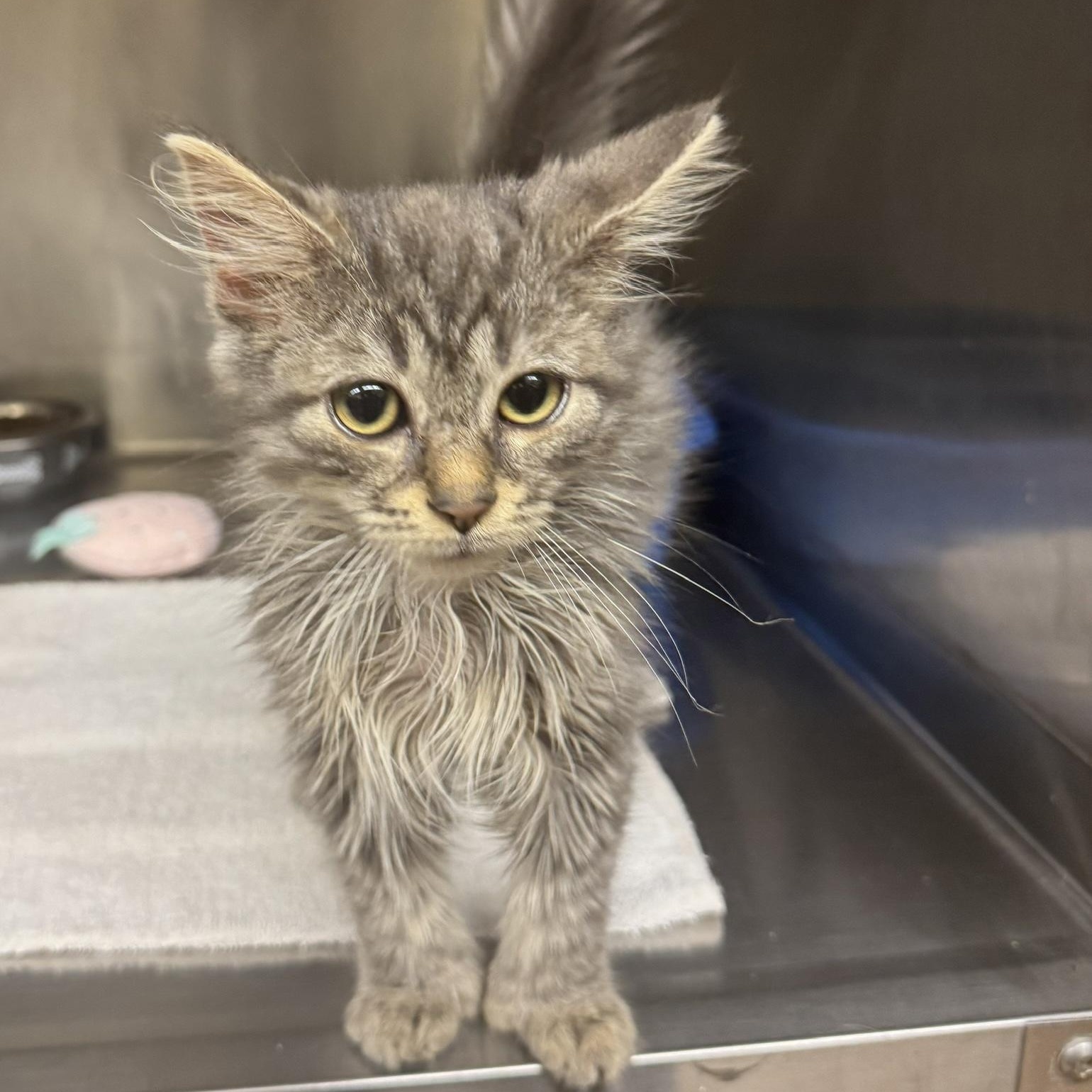 Enlarge Simba, an adopted Domestic Long Hair in Ulster, PA image 1/1