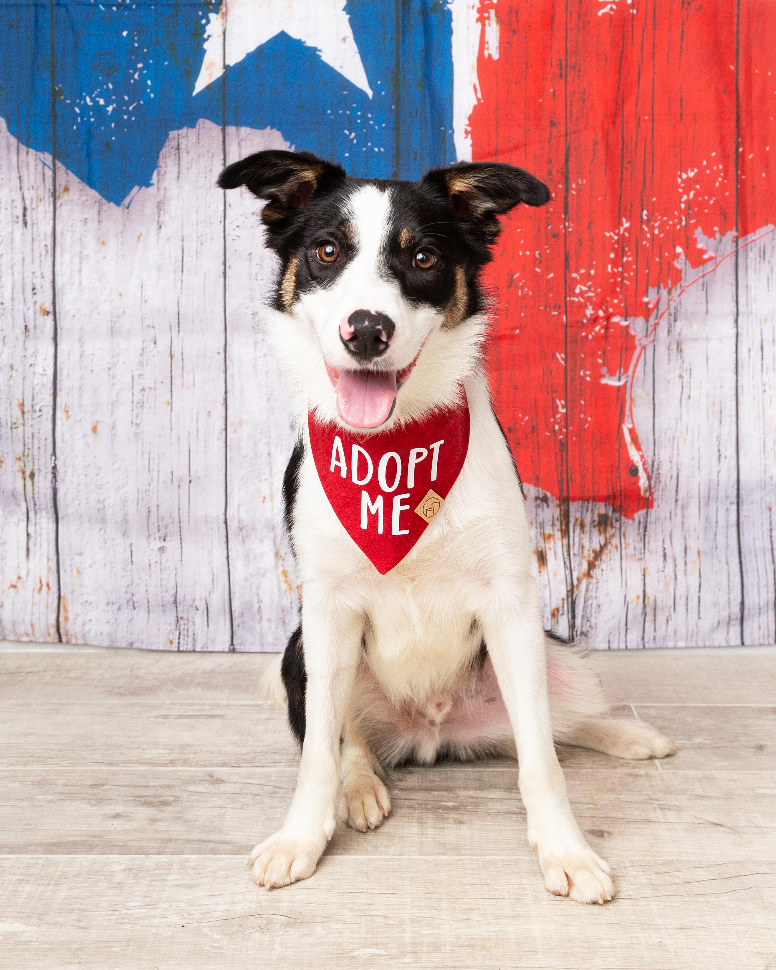 Flash, a ADOPTABLE Border Collie in Denton, TX image 3/6