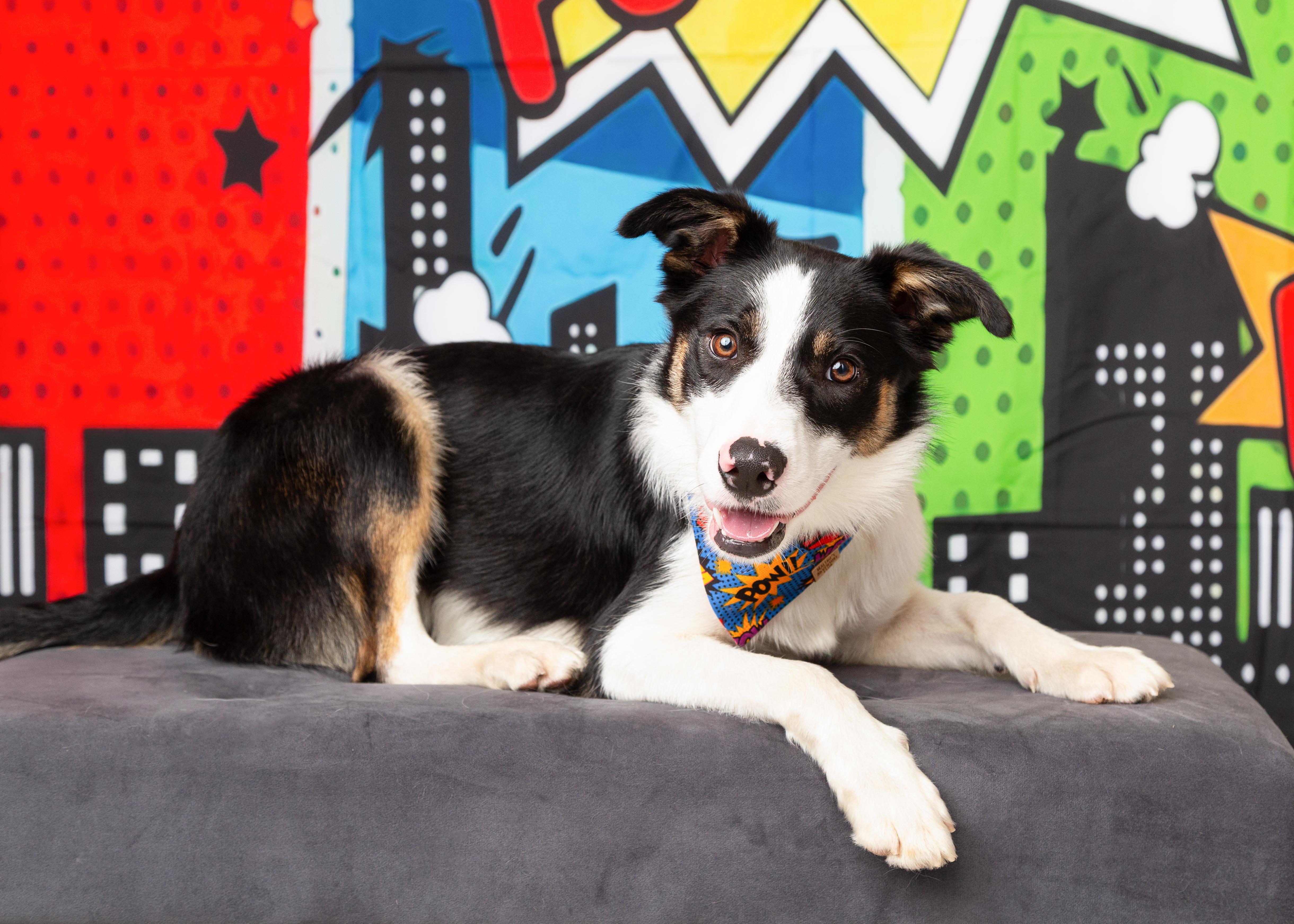 Flash, a ADOPTABLE Border Collie in Denton, TX image 4/6