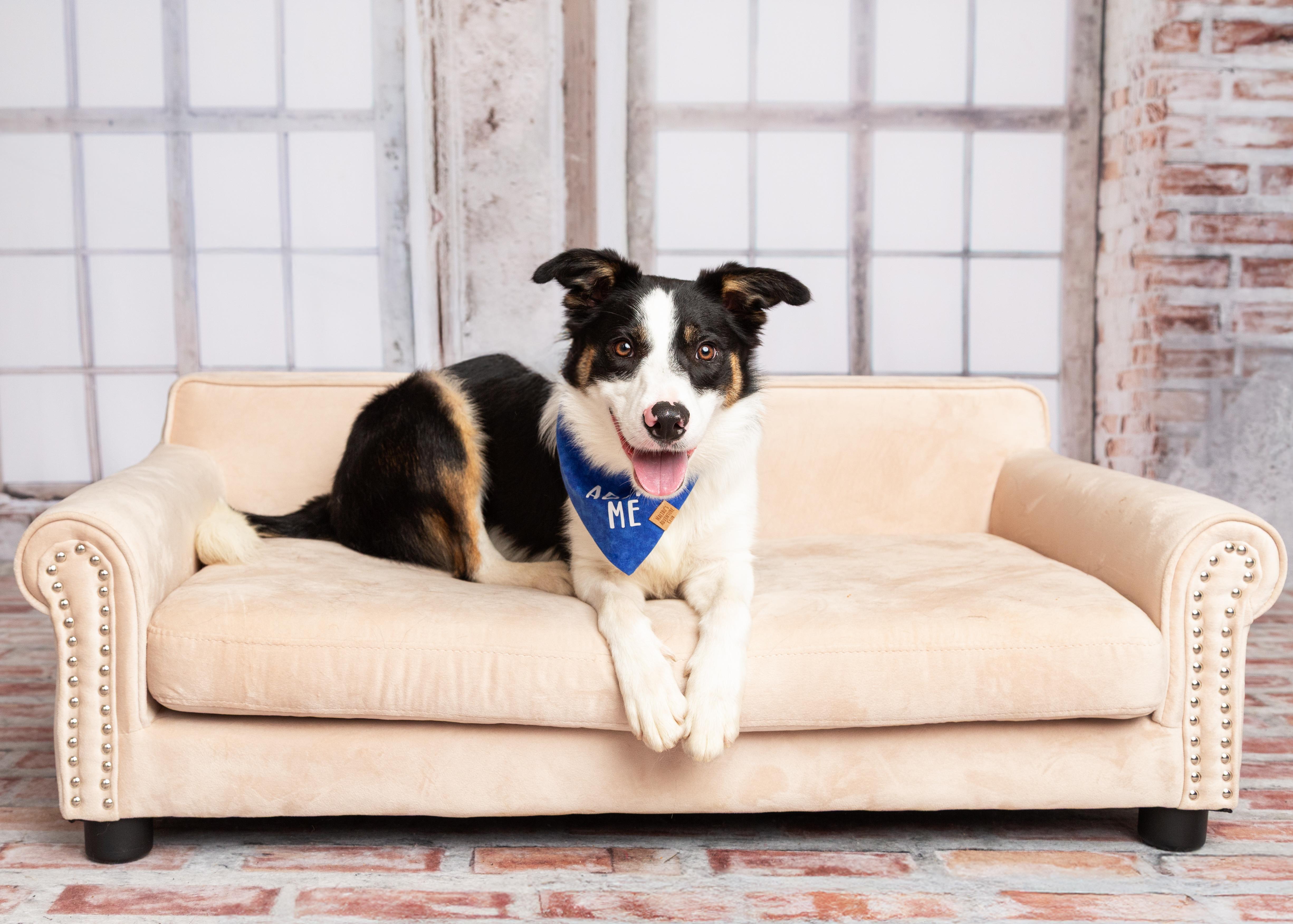 Flash, a ADOPTABLE Border Collie in Denton, TX image 5/6