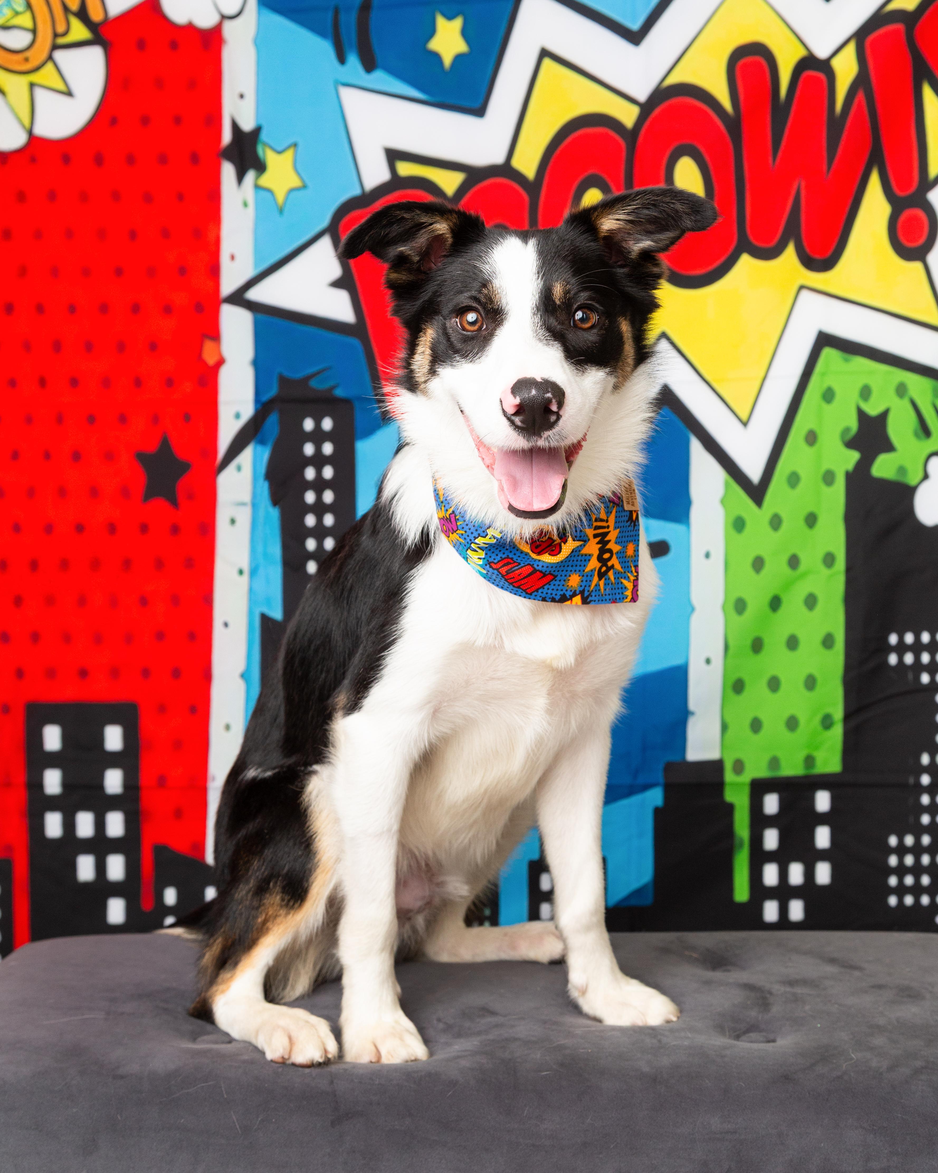 Flash, a ADOPTABLE Border Collie in Denton, TX image 1/6